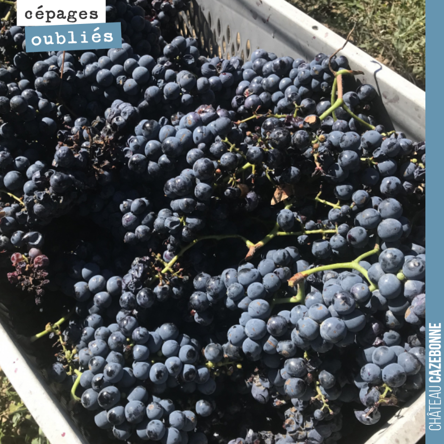 Quel bonheur pour nous de rentrer ces caisses de Bouchalès. Pas beaucoup de récolte (600 litres), mais une vraie récompense de pouvoir cette année pousser au bout de sa maturité, ce cépage capricie...