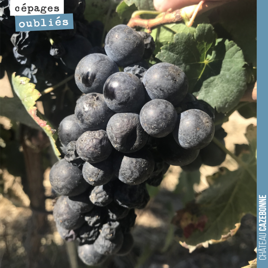 Connaissez vous la penouille ? C’est un très vieux cépage, autrefois planté dans les Graves et en Médoc.
Il avait plutôt mauvaise réputation, on décrivait ses vins comme mous et plats.
Comme nous...