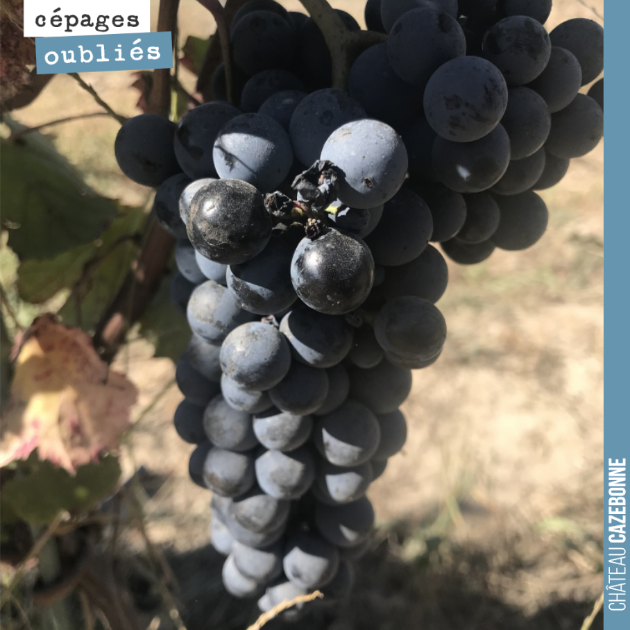 Connaissez vous le cépage Gros Verdot ?
Philippe Roudié, dans Vignobles et Vignerons du Bordelais, nous indique que les bordelais essaient au XVIIème d’obtenir en vain de Colbert, l’interdiction d...