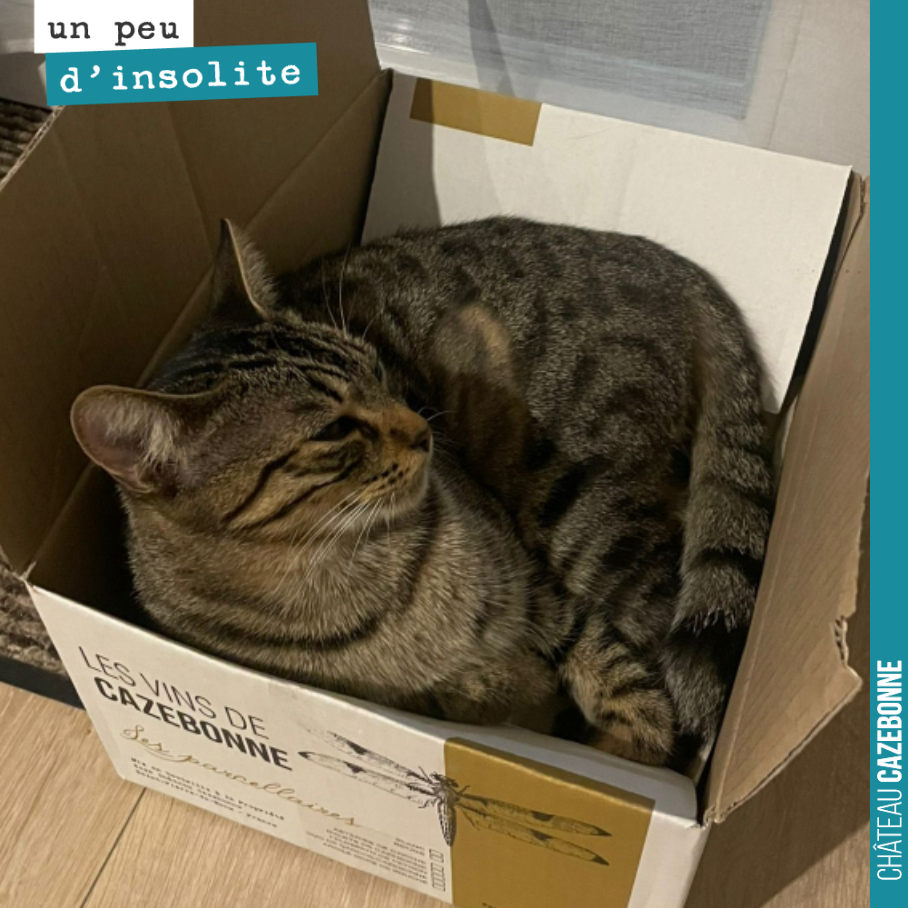 Décidément, les chats aiment les cartons de Cazebonne.
Merci Alix pour la photo !