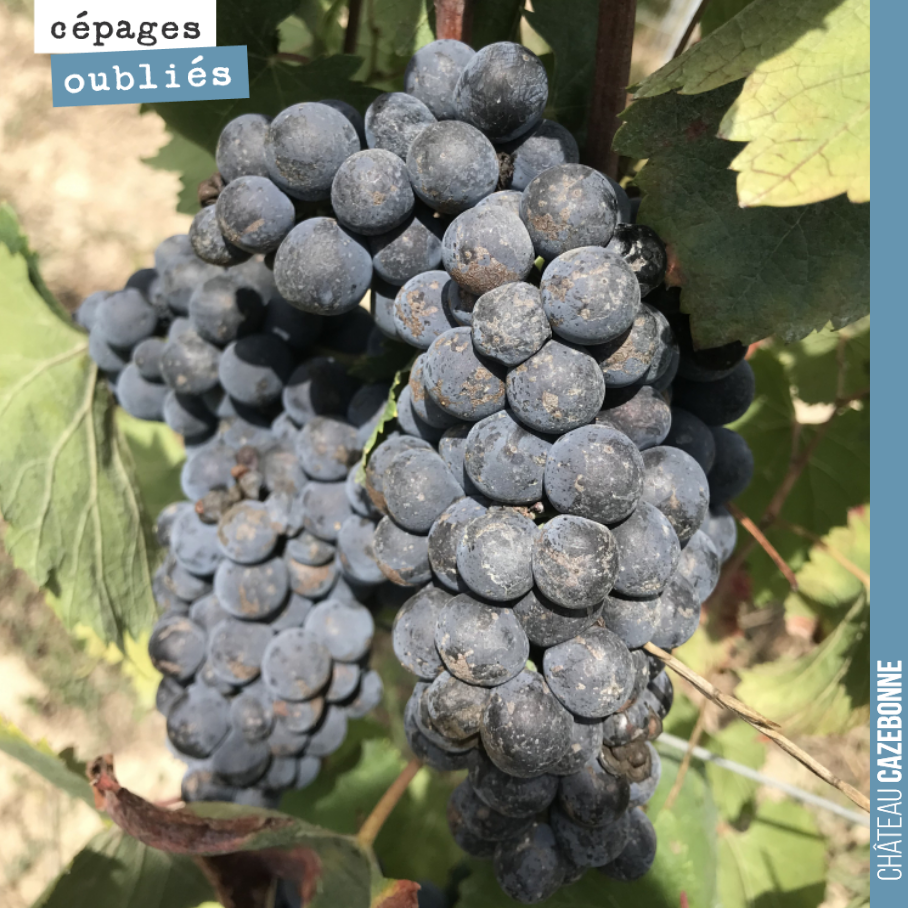 Connaissez le Petit Péjac ?
Pour la première foi, cette année, nous vinifions 200 kilos de ce cépage historique de l’est de la Gironde.
Il apparaît dans la liste des cépages recommandés par les a...