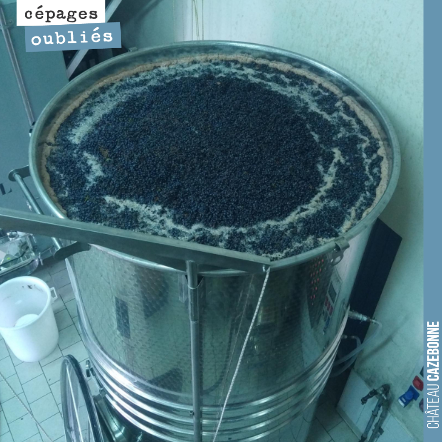 Ce garde vins de 50hl est bien plein de Jurançon noir, Mérille, Castets, Bequignol et Petit verdot pour réaliser une cuvée de cépages oubliés sur le fruit.
Faudra sortir du jus pour ne pas que cel...