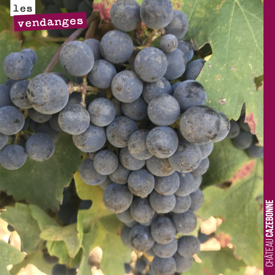 Point de vendanges.
Nous en sommes à plus de la moitié. Les blancs sont rentrés, les merlots aussi et la plupart de cépages oubliés.
Il nous reste à vendanger le cabernet-sauvignon, le cabernet-f...