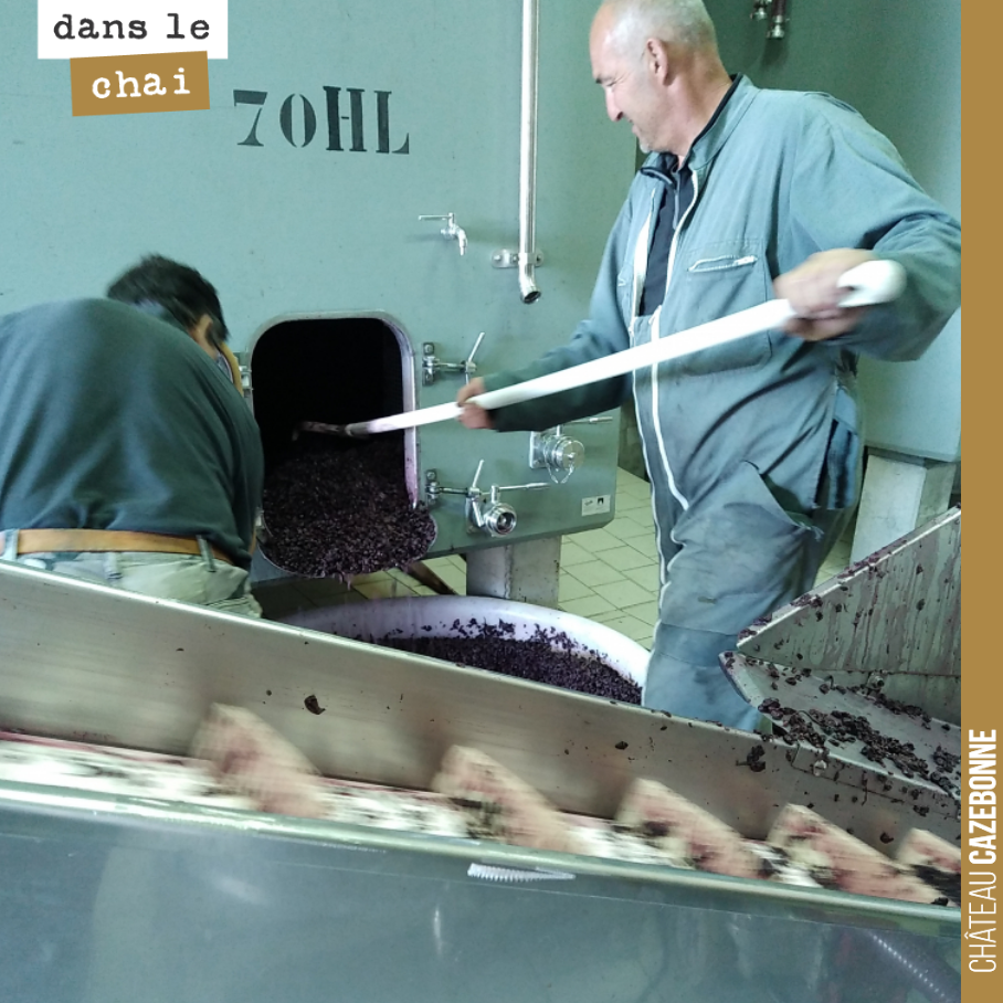 On décuve les premiers merlots et l’on presse ensuite les marcs dans notre petit pressoir de 5 hectos.