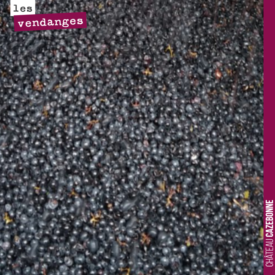 On finit les vendanges sur ces jolies billes de Cabernet-Sauvignon.
On vendange également aujourd’hui nos quelques rangs de Carménère.
On a poussé au maximum la maturité phénolique. Les raisins s...