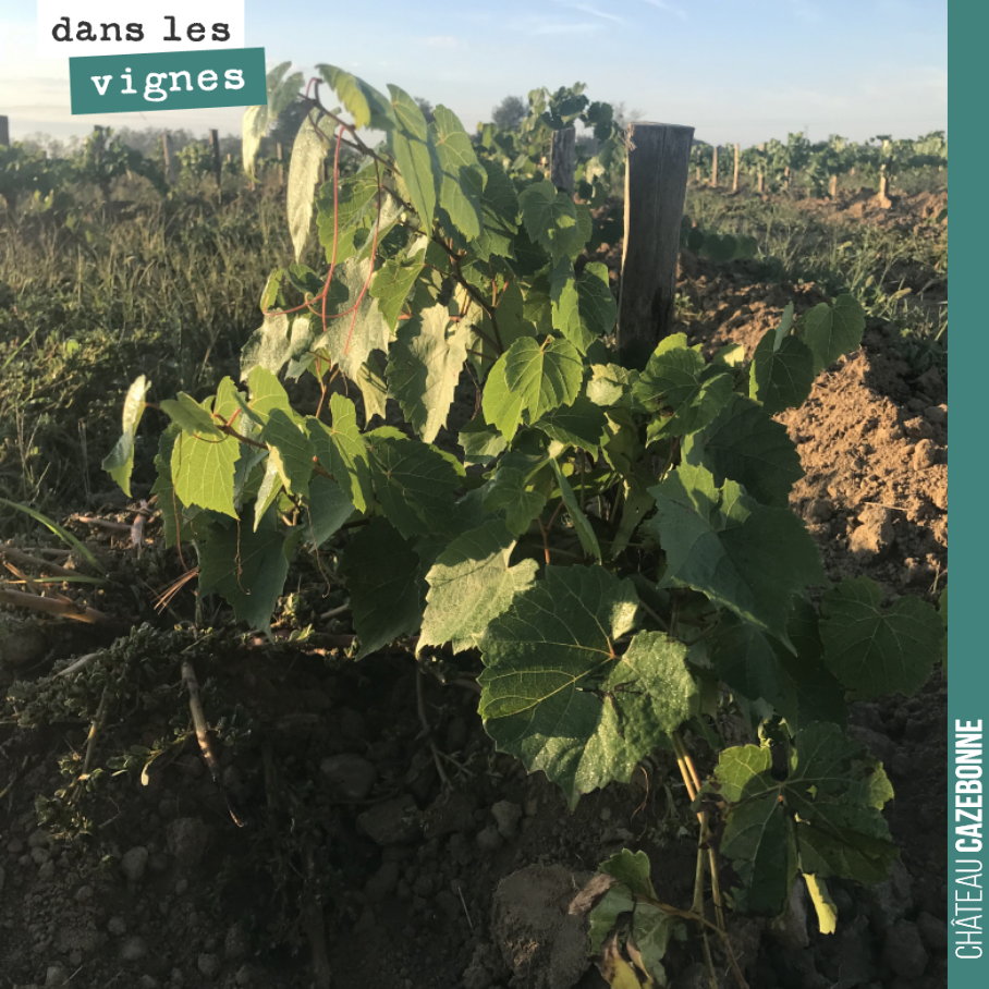 Nos porte-greffes ont bien poussé depuis leur plantation au mois de juin.
Nous pourrons les surgreffer en 2024, avec 57 rangs pour 57 cépages historiques de Bordeaux.
Cette parcelle nous permettr...