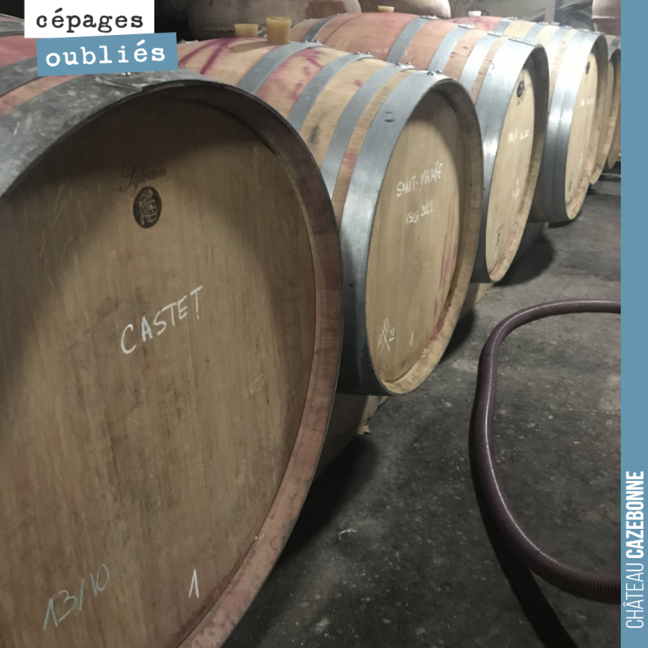 Place à l’élevage maintenant pour les cépages oubliés. Les Mancin, Castets, Saint-Macaire et autres Bouchalès rejoignent leurs barriques et amphores respectives pour un élevage de 12 à 18 mois. On ...