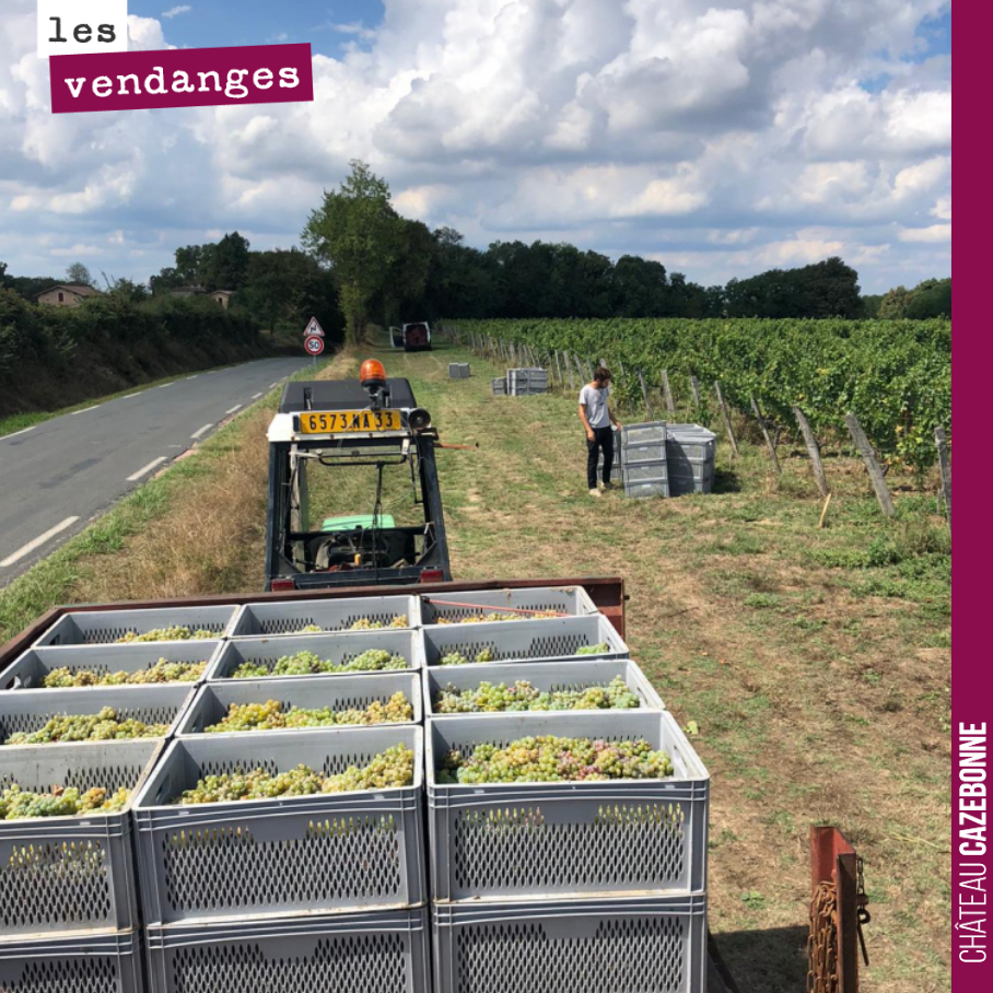 Vendanges, clap de fin ! Notre synthèse du millésime 2022.
C’est une symphonie de cépages que nous avons pu goûter et vendanger pour la première fois cette année. Pour beaucoup, c’est à t...