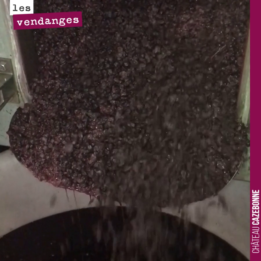 Les décuvages sont maintenant terminées. Toutes les cuves sont écoulées et les vins vont pouvoir partir dans leurs contenants d’élevage.
Ces vendanges ont été décidément très longues, avec des c...