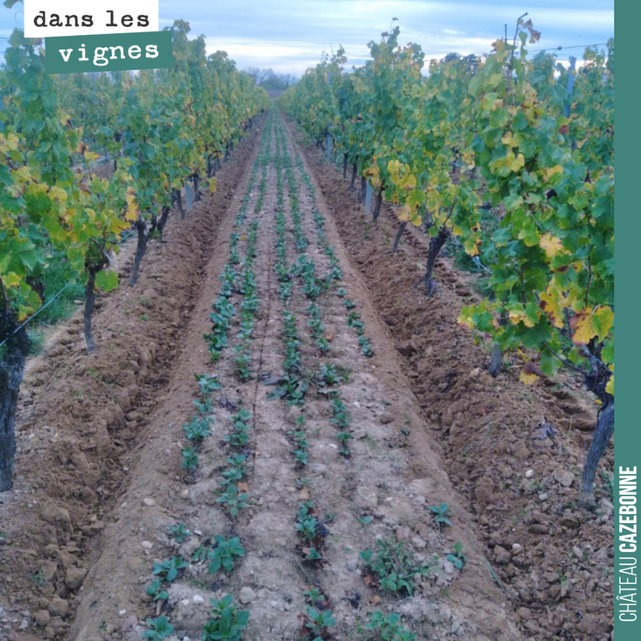 Buttage d’automne pour nos vignes. Elles sont maintenant prêtes à passer l’hiver !
Les couverts végétaux profitent des 13mm tombés vendredi. Il y en avait besoin !
