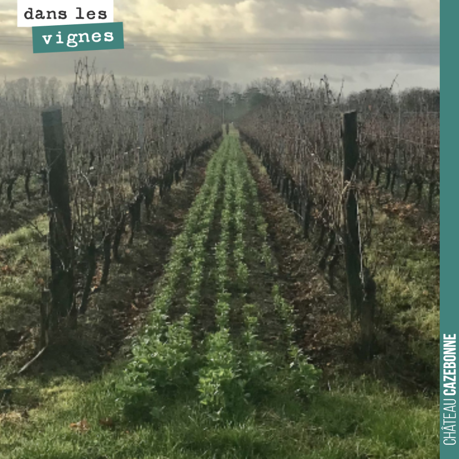 Les couverts végétaux ont eu du mal à démarrer faute de pluies en octobre. Mais le résultat n’est pas si mal au final. Ils attendront patiemment les premières chaleurs printanières pour produire de...