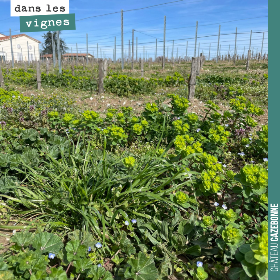 Euphorbe, Véronique…
La vie reprend son cours dans les vignes.