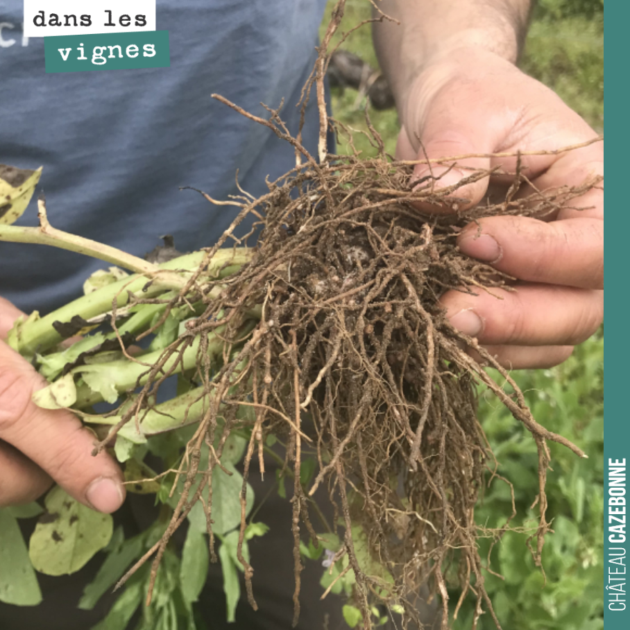 Florian inspecte les nodosités sur les fèveroles de nos couverts végétaux.
La féverole a la capacité de fixer l’azote de l’air par le biais de ces nodosités, signe d’une symbiose entre la plante ...