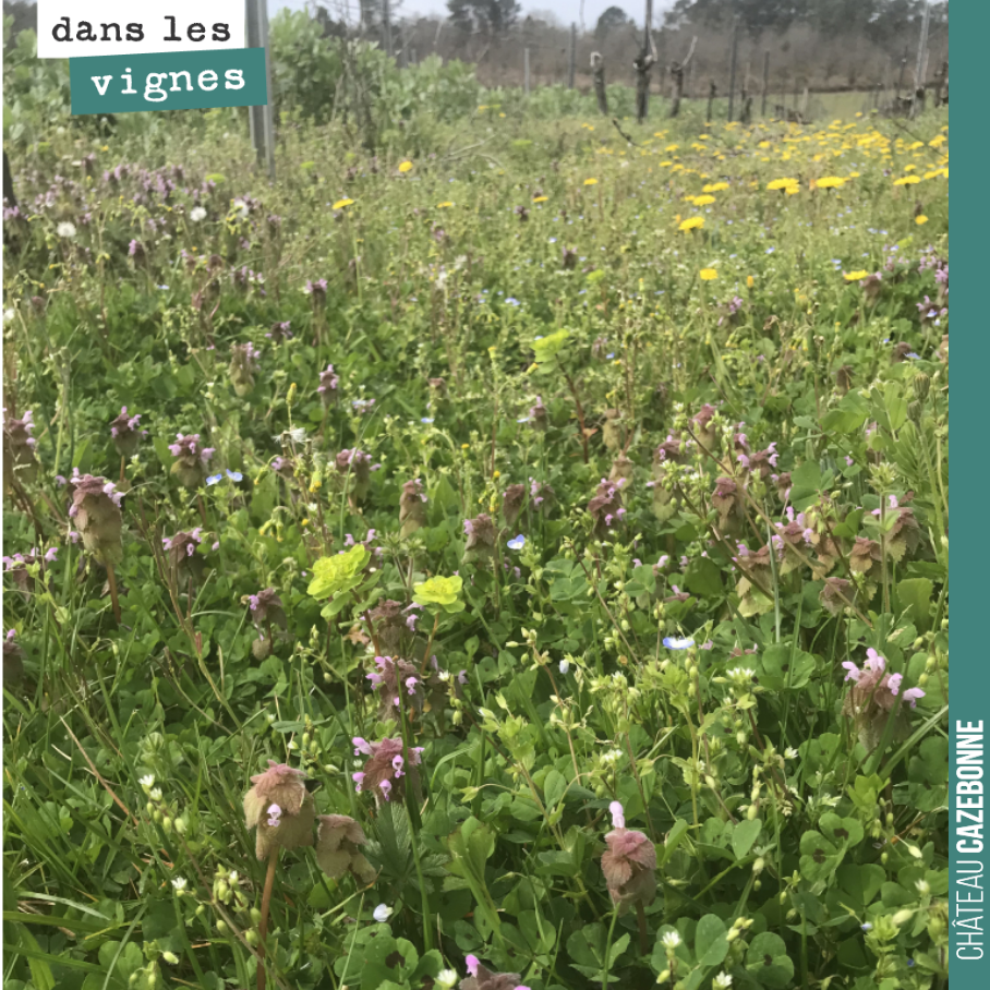 Dans nos vignes de Peyrous, la biodiversité est au rendez vous. Ces parcelles sont en Bio depuis plus de 20 ans. En été, cela embaume des parfums de la menthe sauvage.
Les vins produits ici ont de...