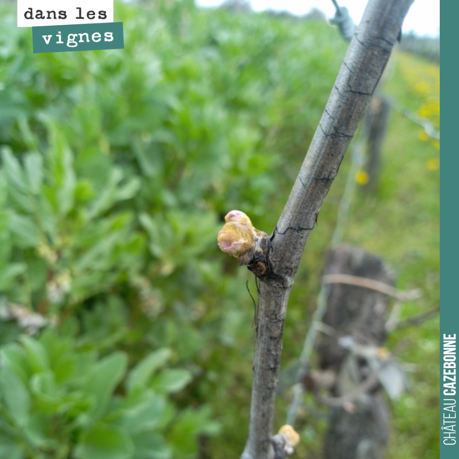Cette année, on n’est pas en avance. Les cépages les plus précoces commencent à sortir du coton (ici sur un merlot de jeunes vignes).
On doit avoir une semaine de retard par rapport à l’année dern...