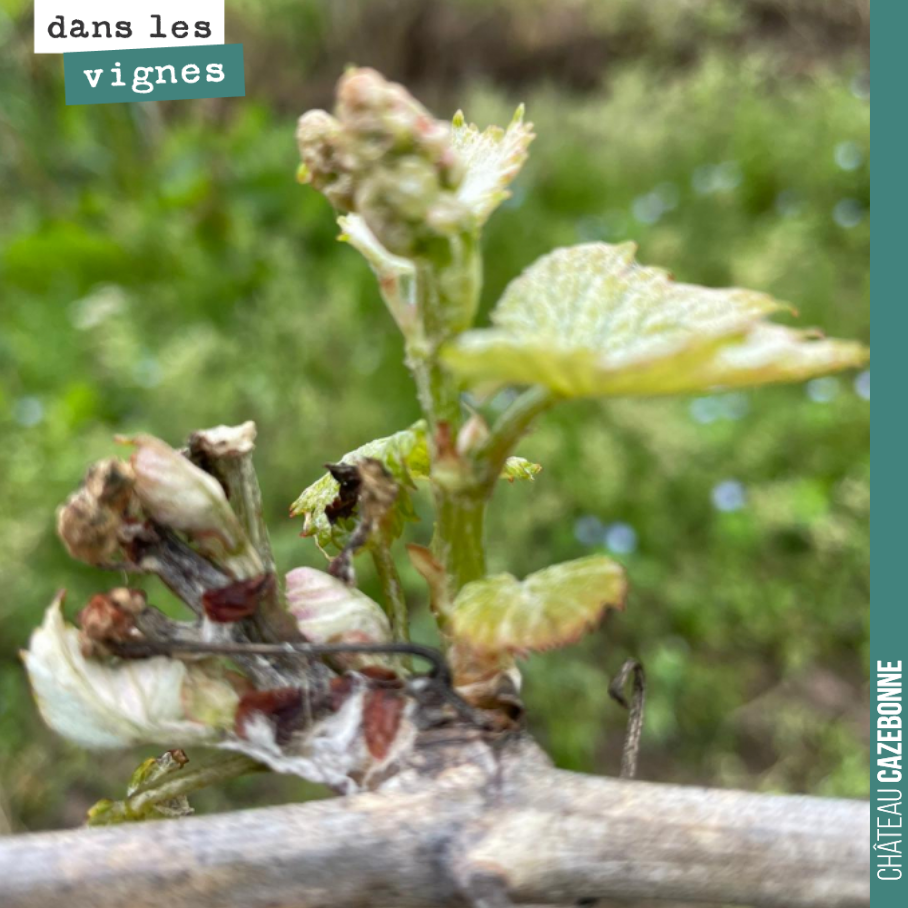 Nous avons un peu gelé le 5 avril, sur des jeunes vignes, sur les parcelles plus gélives.
Mais comme toujours la vie reprend, la sortie est belle malgré tout avec des grappes en perspective.