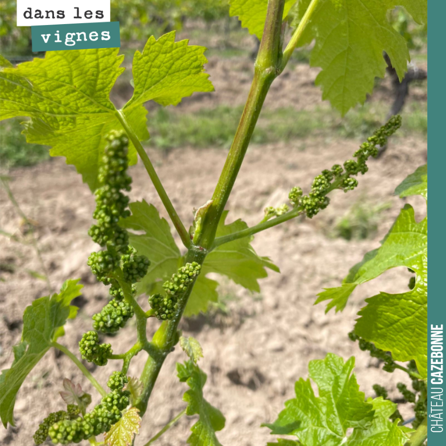 Speedy Cabernet Franc. Cela pousse très très vite ! 16 centimètres en une semaine.
Et la sortie est belle aussi. Si cela va au bout, on aura du vin, cette année.
(Mais la route est encore longue).