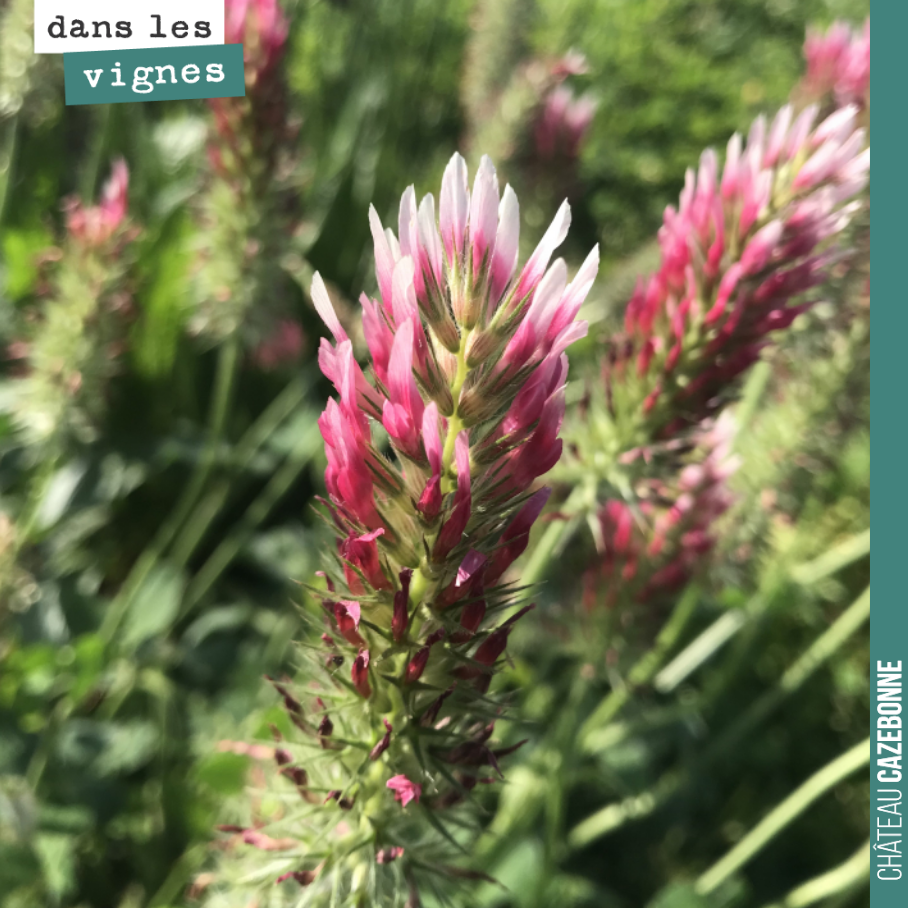 La nature est magnifique en ce printemps.
La vigne est belle, la sortie est belle, les fleurs sont belles.
Ici du trèfle incarnat.