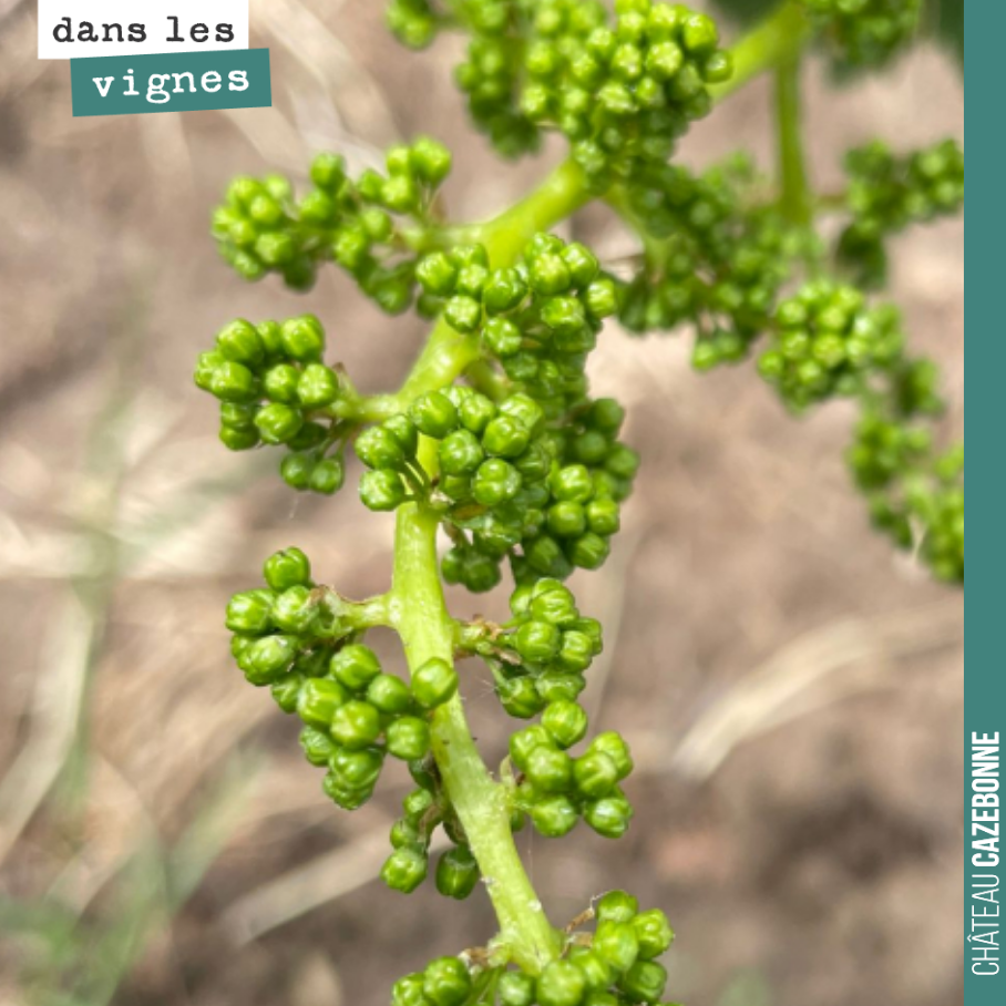 Sur cette grappe de cabernet franc, on se rend bien compte que la floraison n’est plus si loin !