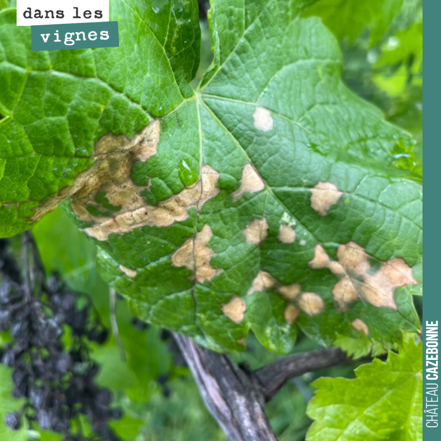 Sur une feuille abandonnée juste à côté de l’une de nos parcelles, le blackrot est bien là avec ces caractéristiques coup de fusil.
Gare à la contamination sur nos parcelles.
Ces vignes abando...