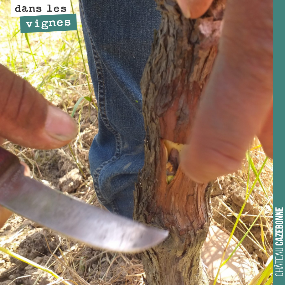 Ce week end, on surgreffe ! Et tout particulièrement les magnifiques Mancin, Saint-Macaire, Pardotte et Carménère !
Toutes nos vignes sont désormais plantées et porte-greffes avec surgreffage su...