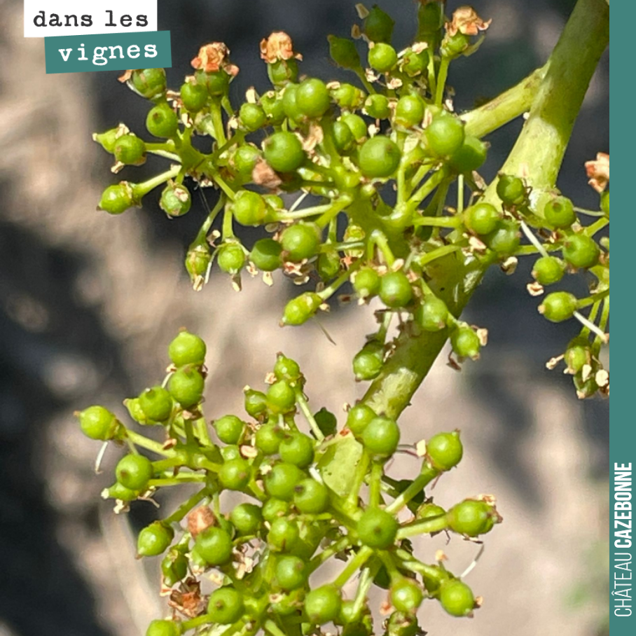La floraison se termine sur nombre de cépages précoces. Ici sur cabernet franc.
C’est le stade de la nouaison, quand la fleur devient fruit.
Maintenant cela va grossir, doucement mais sûrement ju...