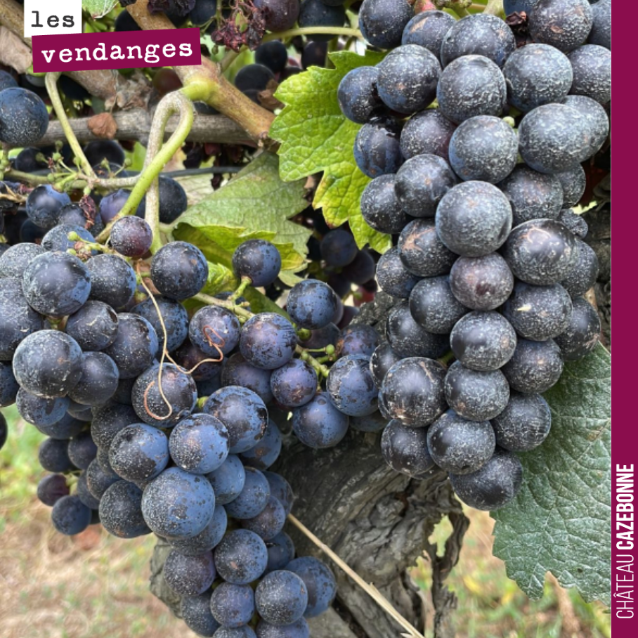 On devrait avoir de très jolis malbecs cette année. On espère pouvoir vous proposer un parcellaire issu de notre terroir de Peyron sur ces vieilles vignes. Vignes plantées avant la mode des clones,...