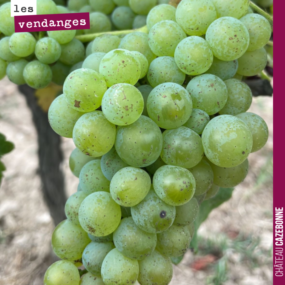 On finit notre tour des cépages en pleine véraison par le sauvignon. Il a bien résisté au mildiou ce qui nous permettra de vous proposer quelques excellents blancs cette année.
Bonnes fins de vaca...
