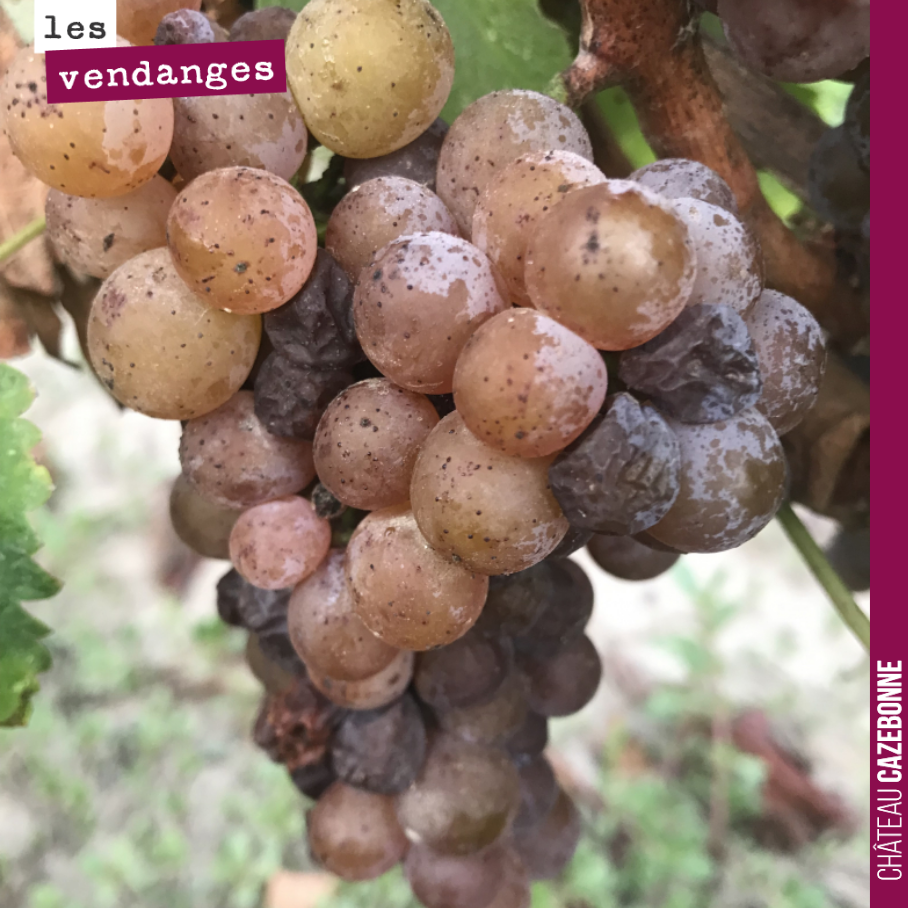 C’est parti pour les vendanges à Cazebonne. Nous commençons, comme chaque année, par notre terroir de Bouché, magnifique parcelle de vieilles vignes complantée en sémillon, sauvignon et autre sauvi...