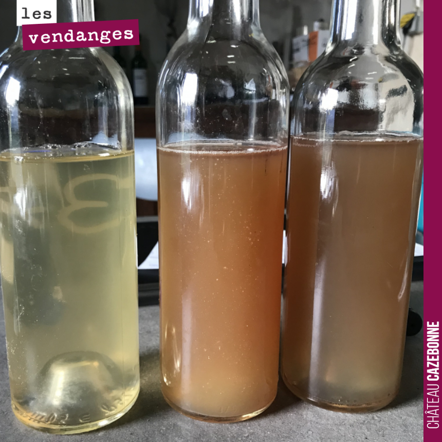 Des conditions parfaites hier pour vendanger. Les jus ont de très beaux équilibres. C’est mûr avec une vivacité bien présente après quelques heures de débourbage.
On a envoyé tout cela à l’analyse ...