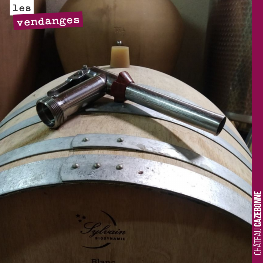 Les blancs fermentent tranquillement en barrique et amphore, lot par lot, terroir par terroir.
On a à cœur à Cazebonne de repousser au plus tard les assemblages, de conserver un maximum de singular...