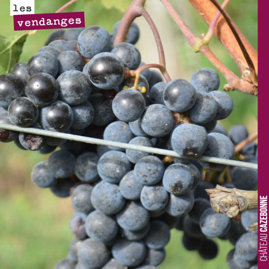 La journée s’annonce chargée. Il faut y aller car des pluies sont annoncées pour demain et vendredi.
On va vendanger du Saint-Macaire, du jurançon noir, de la mérille, du Malbec, du Bequignol…
On...