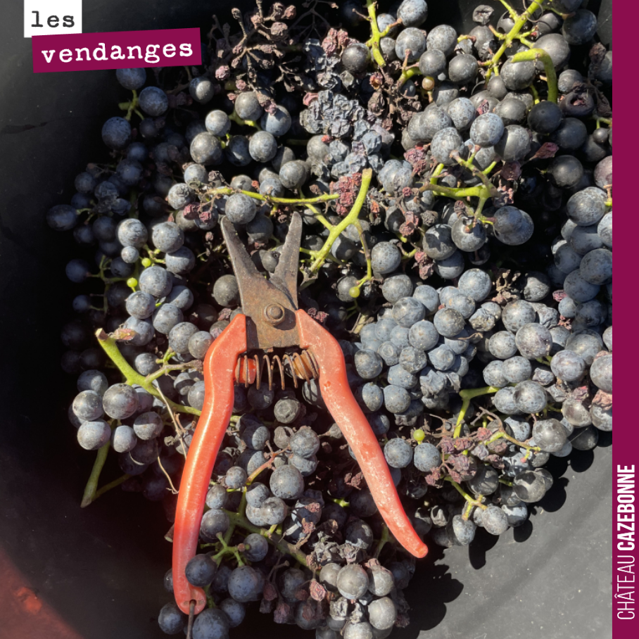 Clap de fin des vendanges.
Nous avons fini hier, le 7 octobre, avec nos cépages tardifs expérimentaux : gros cabernet, gros verdot et autres blanc auba.
Quelques grappes pour voir ce que donnent ce...