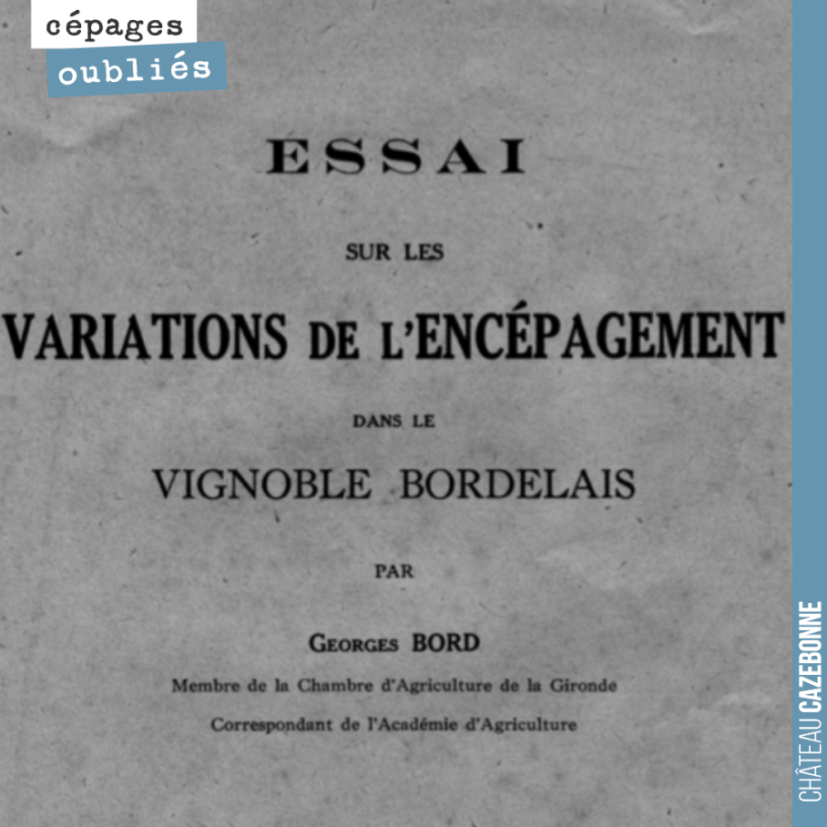 Ce document est une pièce maîtresse pour comprendre les raisons qui ont amené au choix des cépages que l’on connaît à Bordeaux dans le cadre de la création des premières AOC en 1935.
L’auteur s’ap...