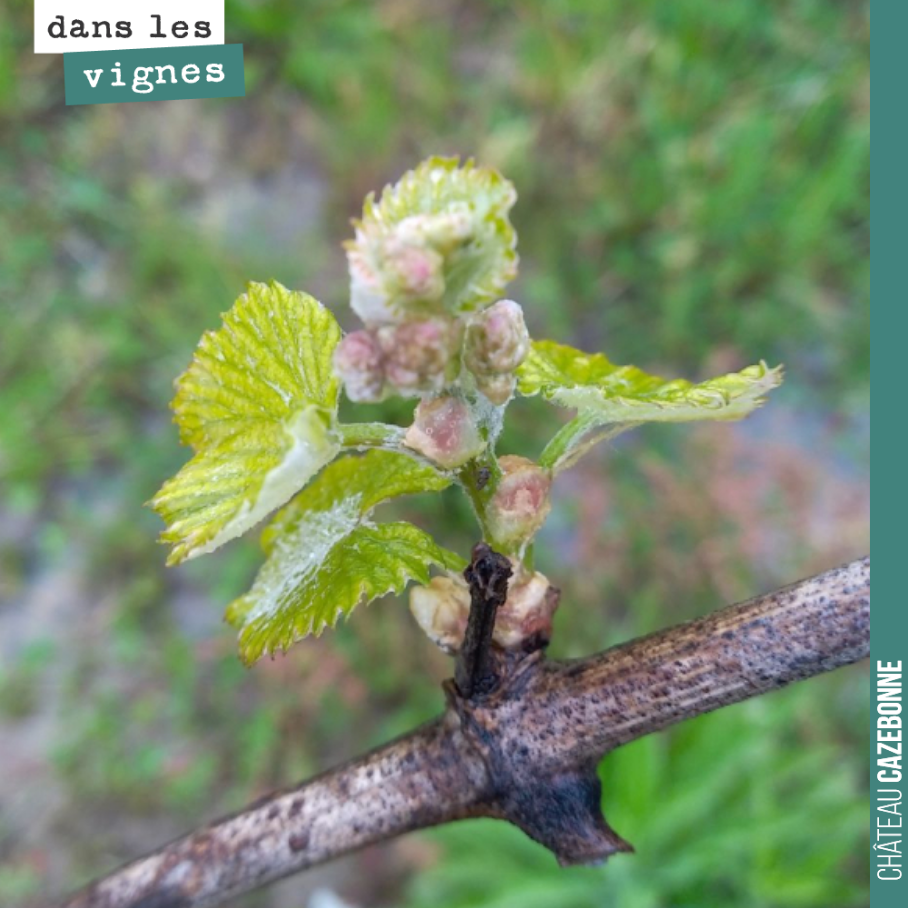 Maintenant si on pouvait ne pas geler cette année, cela serait très bien !
On touche du bois, mais de gel annoncé à date pour les deux prochaines semaines !