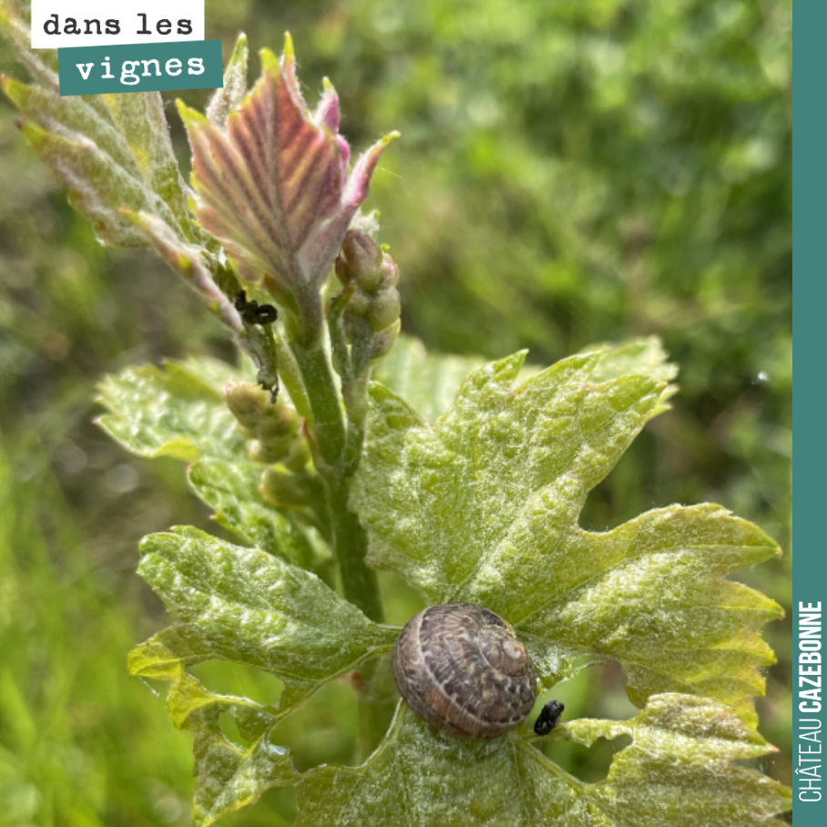 Ces petits escargots peuvent faire du dégât. Ils raffolent des jeunes feuilles et laissent tiges et mannes.
Heureusement, nous n’avons pas de parcelles avec une quantité anormale de ces petites bêt...