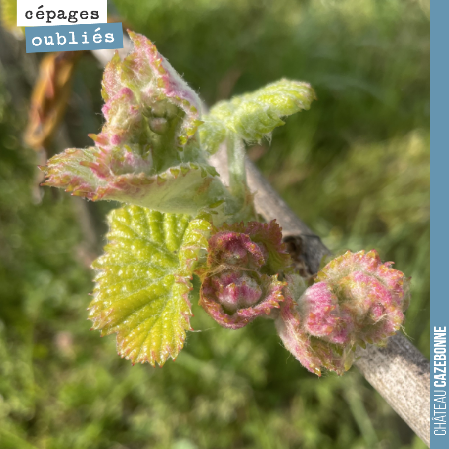 Le Saint-Macaire était un cépage autrefois décrié. Il faut dire que les vignerons avait un peu trop tendance à forcer sur son rendement.
Il faut dire qu’il donne facilement de nombreuses belles gra...