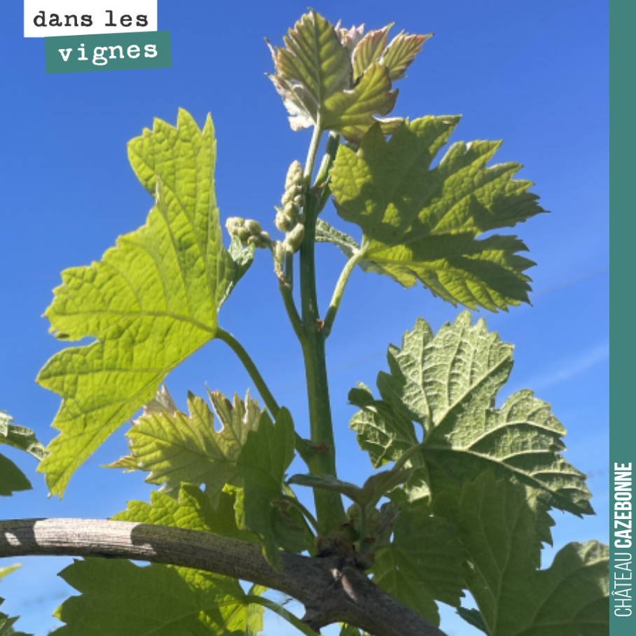 La pousse est rapide, très rapide sur les vignes (ici sur une jeune vigne de merlot).
La sortie est homogène, magnifique.
On va maintenant espérer très fort que les gelées ne vont pas nous surpren...