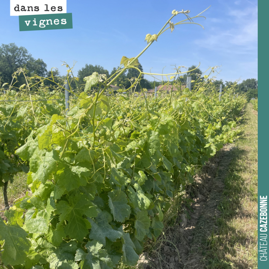 Comme toutes les semaines, on fait un tour complet des vignes pour vérifier que la situation est encore sous contrôle et revoir nos priorités si besoin.
Jusqu’à présent, on tient la situation. Le ...