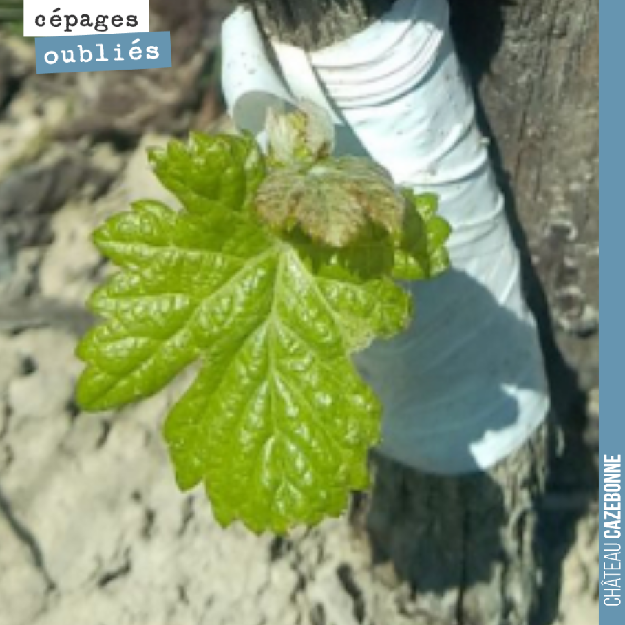 Notre travail sur le patrimoine des cépages oubliés de Bordeaux continue.
Surgreffage cette année de quelques pieds de Pardotte, de Cabernet-goudable et de Cabernet-Malbec.
Et si l’avenir du vin d...
