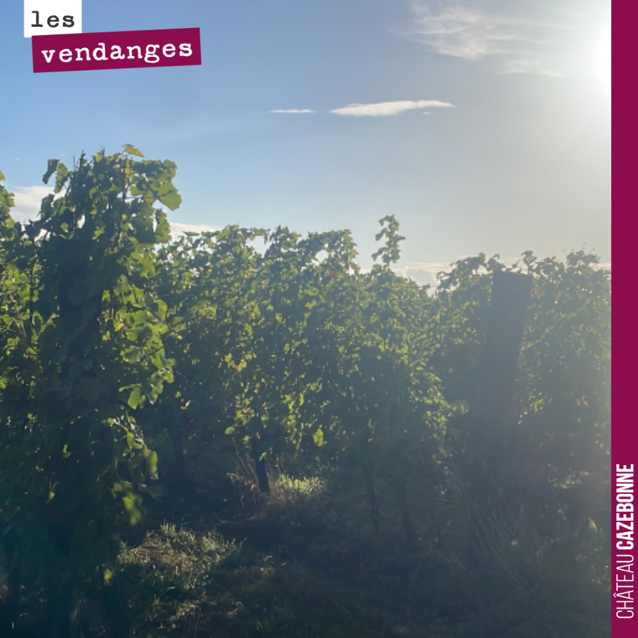 Année de vigneron.
On a commencé hier les vendanges sous un beau soleil avec une semaine de retard par rapport à l’année dernière et presque deux semaines par rapport à 2022.
Depuis 10 jours la plu...