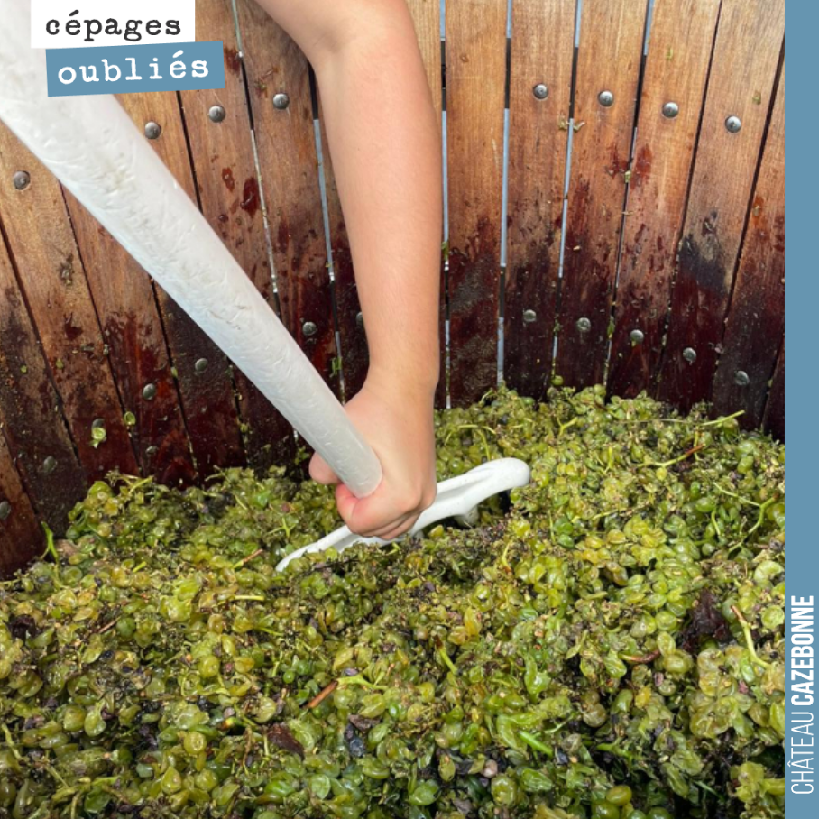 Notre travail de recherche autour des cépages oubliés de Bordeaux continue. Micro vinification en cours sur le cépage Prueras.
Nous sommes convaincu que la riche histoire ampélographique de la Giro...