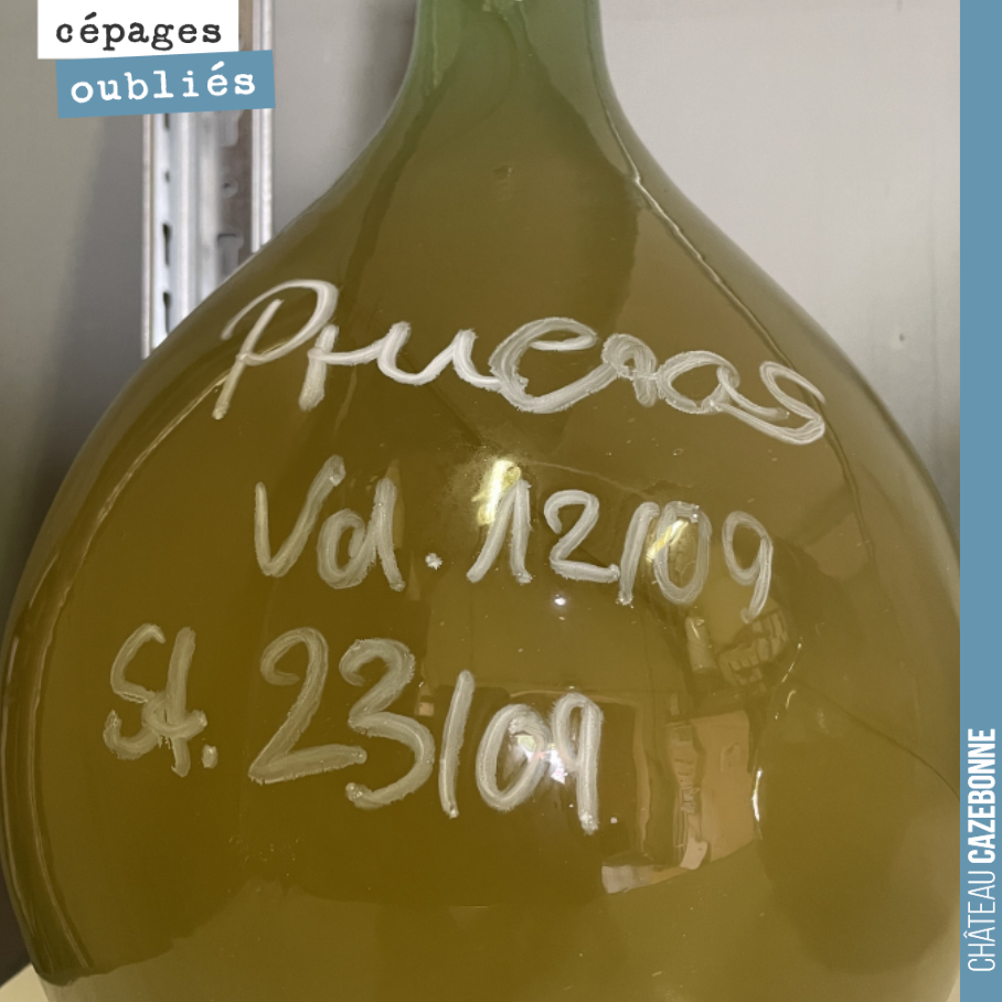 Comprendre les cépages d’autrefois, cela passe par des micro-vinifications.
On récolte quelques dizaines de kilos de raisins et une dame Jeanne suffit généralement.
Ces essais nous permetten...