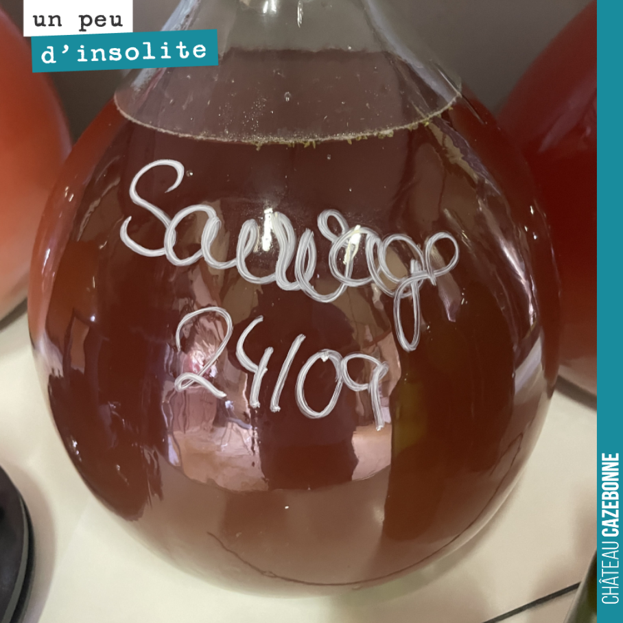 Les vinifications de nos vins d’épices sont désormais terminées.
Les herbes ajoutes n’ont en aucun cas bloquées les levures, bien au contraire.
Objectif réussi : obtenir une boisson d’un nouveau ...