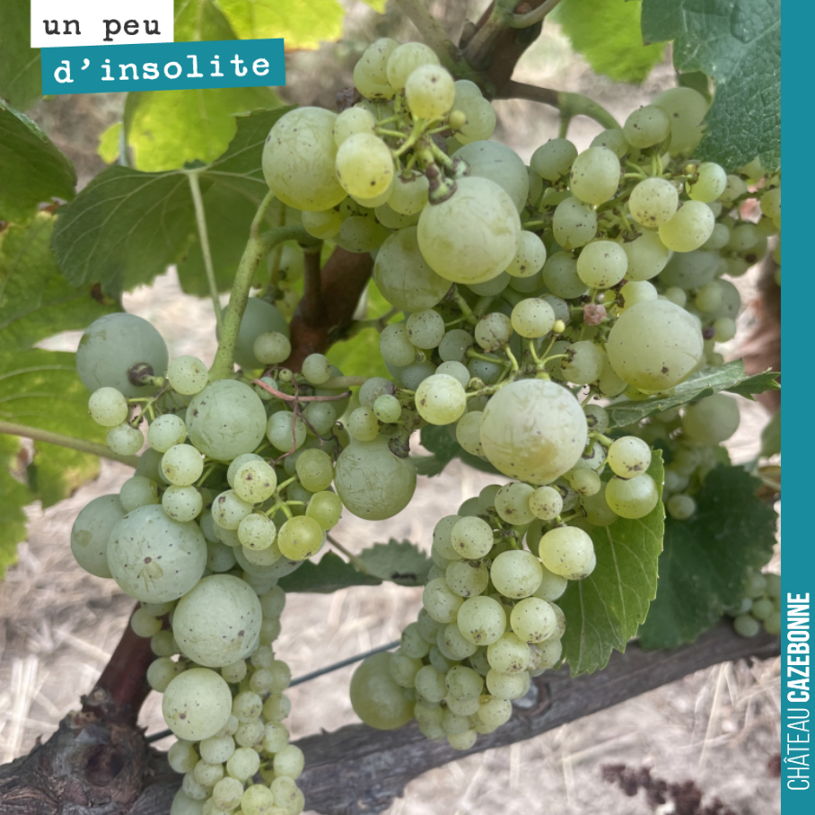 Sur ce pied de sémillon, toutes les grappes ressemblent à cela. Des gros grains, des plus petits…
Et tous mûrissent doucement mais surement.
La vigne nous réserve des surprises.
En tout cas, les ma...