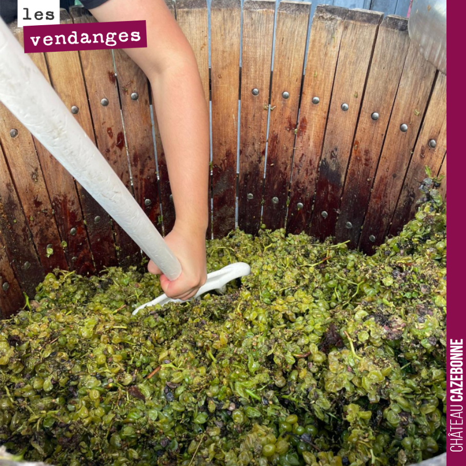 27 août : on a attaqué les vendanges de blancs. Peu de volumes, les baies sont minuscules. La faute à la quasi absence de pluies depuis le 10 juin.
Mais la qualité est au rendez vous. Des degrés co...