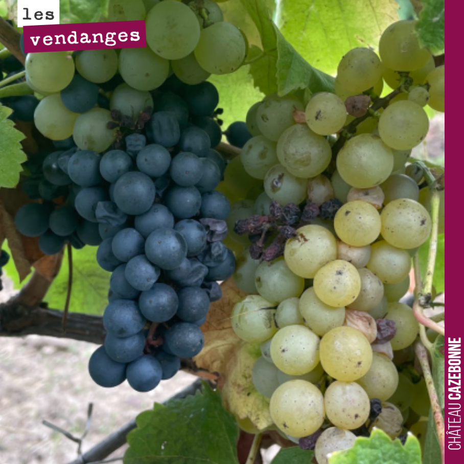 Du Castets et du Sémillon sur un même pied de vigne. Comment est ce possible ?
Nous avons sur-greffé en 2019 cette parcelle de Sémillon avec du Castets et du Mancin. Ici la greffe a bien prise (Ca...