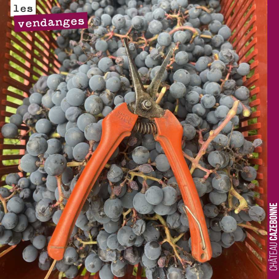 Les vendanges s’approchent de la fin.
La semaine prochaine, il nous restera à rentrer les cépages tardifs : Mancin, Petit Verdot, Carménère…
Aujourd’hui, c’était le tour du Saint-Macaire que l’on ...