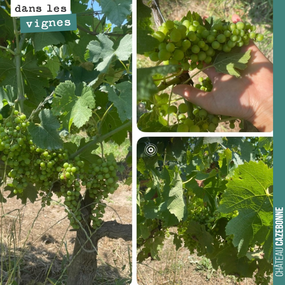 Il fait chaud, très chaud dans les vignes. 40 degrés annoncés pour dimanche et lundi.
Mais la vigne fait preuve d’une grande capacité de résilience.
Faut dire que nous avons eu de l’eau. Donc pour ...