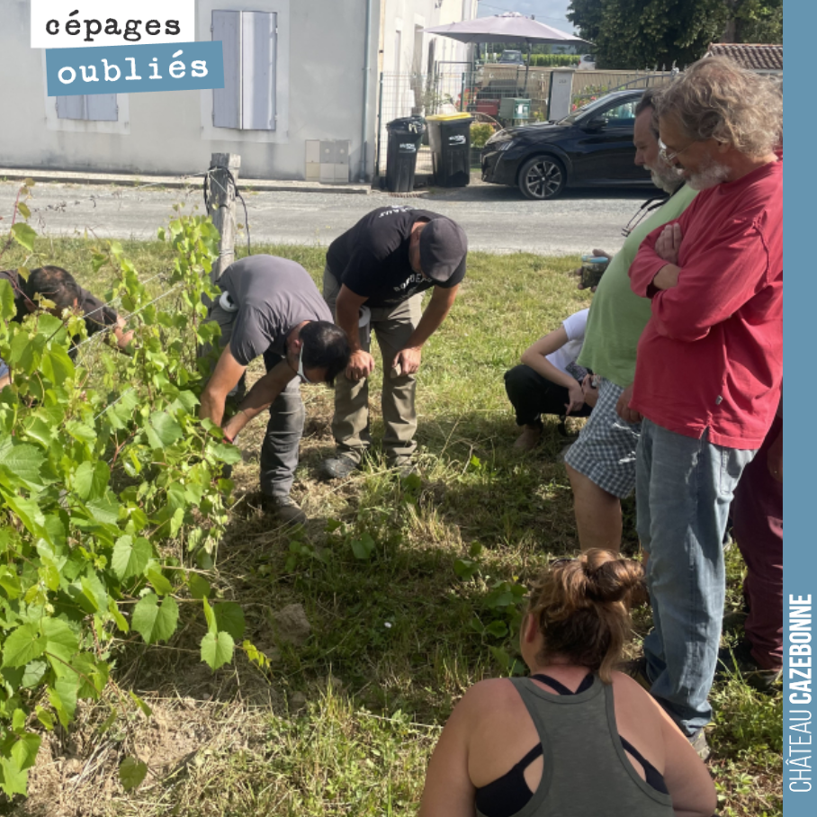 La solidarité chez les @bordeauxpirate, c’est sacré !
Nous nous sommes retrouvé à une centaine le 8 juin pour apprendre l’art du greffage de la vigne. De la théorie, nous sommes passé à la pratique...